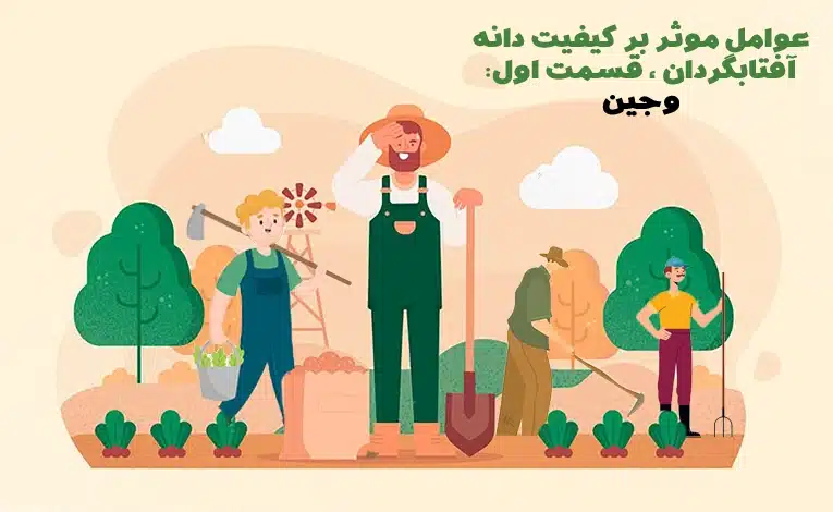 عوامل موثر بر دانه افتابگردان