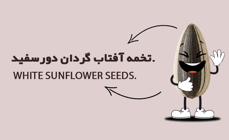 تخمه آفتاب گردان دور سفید