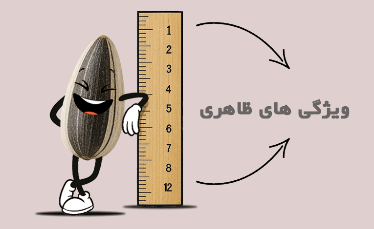 ویژگی های ظاهری تخمه آفتاب گردان دور سفید